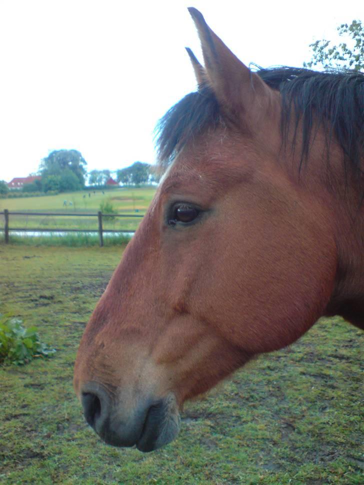 Anden særlig race Shadow billede 1