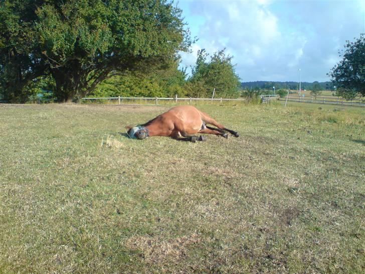 Anden særlig race Shadow billede 2