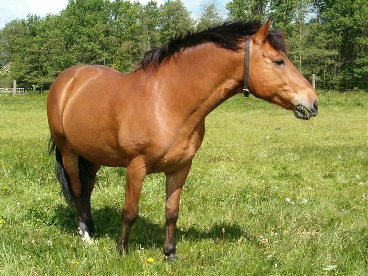 Anden særlig race Shadow billede 3