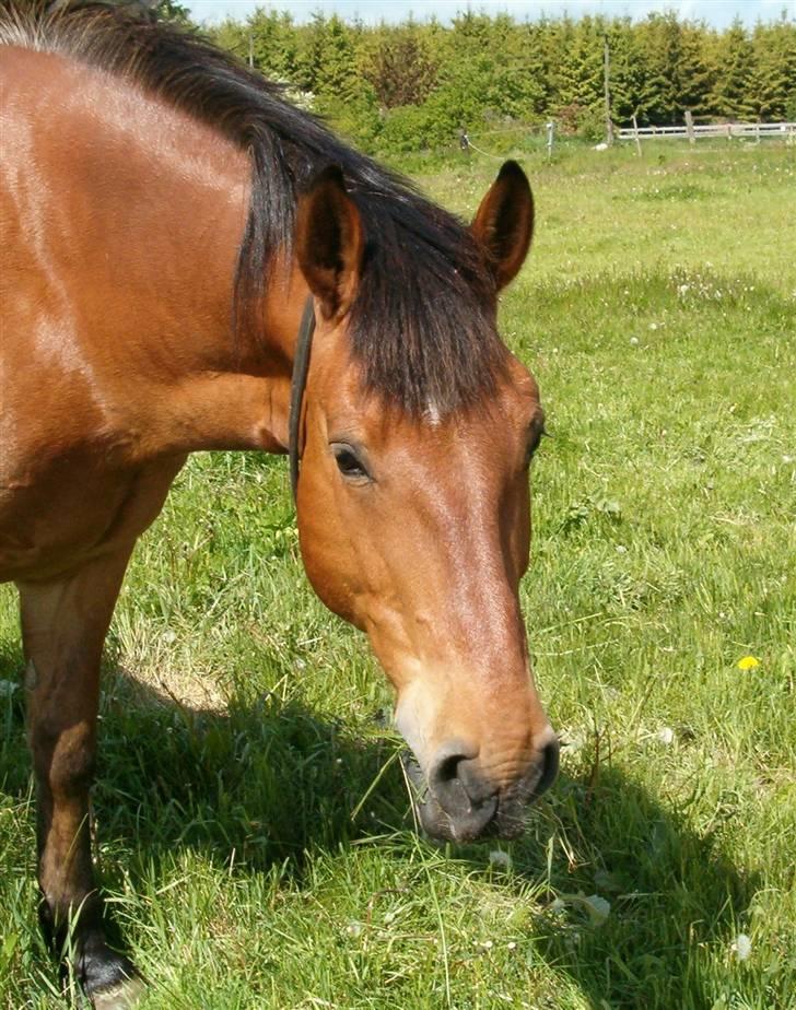 Anden særlig race Shadow billede 4