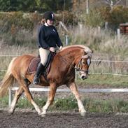 Haflinger Gravenshoveds Omira