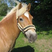 Haflinger Gravenshoveds Omira