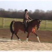 Dansk Varmblod Pachino Holmgaard