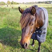 New Forest Askholm Alf (Alf)