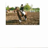 New Forest Askholm Alf (Alf)