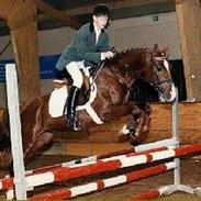 Hollandsk Sportspony Chazizz <'3 (død :'( )