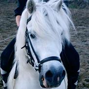 Shetlænder Dynamites Silver-mus , <3