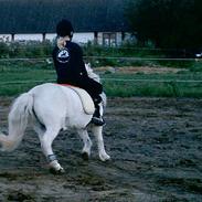 Shetlænder Dynamites Silver-mus , <3