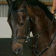 Trakehner Arabas (R.I.P)