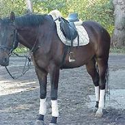 Trakehner Arabas (R.I.P)