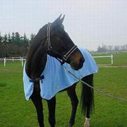 Trakehner Arabas (R.I.P)