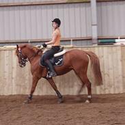 Anden særlig race Bakkegårdens Beauty Star