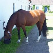 Anden særlig race Queen Of Shéba 