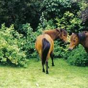 Gotlandsruss Tarpans Brunett