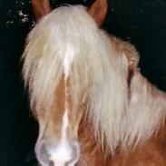 Haflinger Kenzo 00-11/3-06 :'(