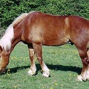 Haflinger Kenzo 00-11/3-06 :'(