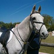 Anden særlig race Flicka *DØD* 