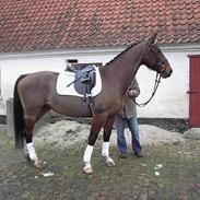 Dansk Varmblod W. Moonlight R.I.P 9-5-10