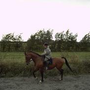 Dansk Varmblod W. Moonlight R.I.P 9-5-10