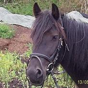 Irish Cob Lillevangs Darling