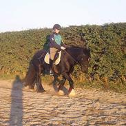 Irish Cob Lillevangs Darling