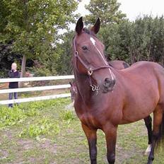 Traver SikSak (Død 2011)