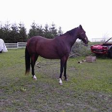 Traver SikSak (Død 2011)