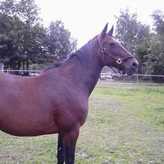 Traver SikSak (Død 2011)