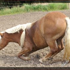 Haflinger JULIANE Á ROSENDAL