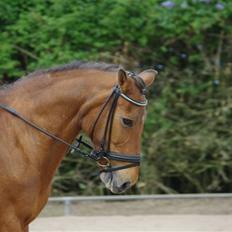 Anden særlig race Pixi *Død*