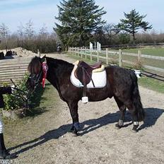 Anden særlig race Prins