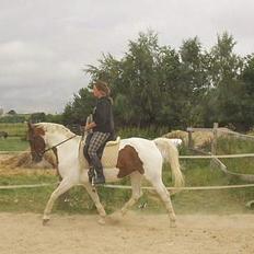 Pinto La Spottas Tara. SOLGT.
