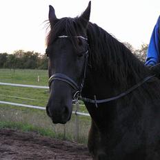 Frieser Oliver fra friesenborg