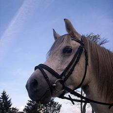 Anden særlig race Quindy *SOLGT*