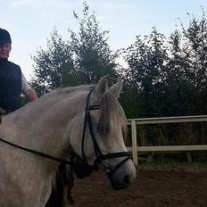 Anden særlig race Quindy *SOLGT*