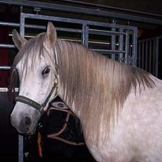 Anden særlig race Quindy *SOLGT*