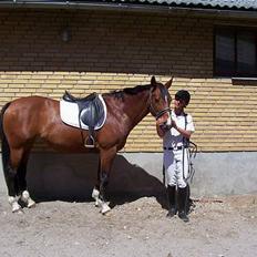 Anden særlig race Queen Of Shéba 