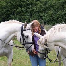 Lipizzaner Angelic (død 25.3.2010)