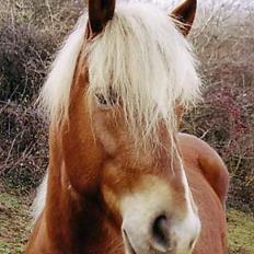 Haflinger Kenzo 00-11/3-06 :'(