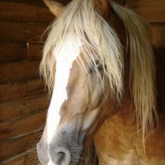 Haflinger Loreska
