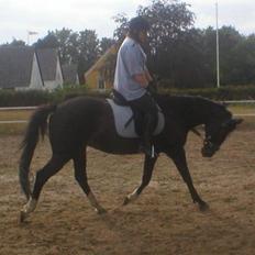 Anden særlig race Minella "Solgt"