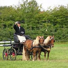 Shetlænder Overgårsmindes Assam