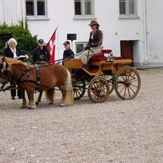 Shetlænder Overgårsmindes Assam