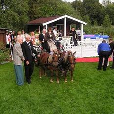 Shetlænder Overgårsmindes Assam