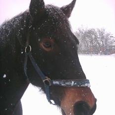 Anden særlig race Prinz SOLGT