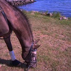 Knabstrupper Desna solgt )': 