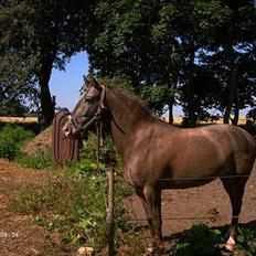 Knabstrupper Desna solgt )': 