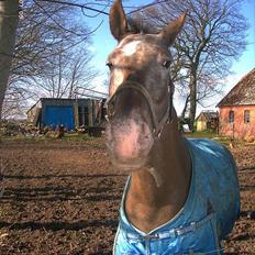 Knabstrupper Desna solgt )': 