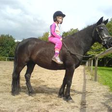 Welsh Pony (sec B) Musse <3<3