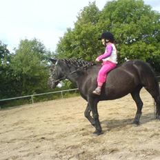 Welsh Pony (sec B) Musse <3<3